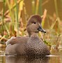 Image result for Gadwall