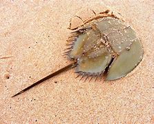 Image result for Crab Medicine