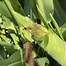 Image result for Corn Pests