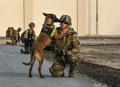 Image result for United States Military Police K9 Dogs