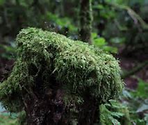 Image result for Moss Ireland