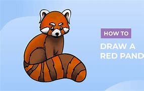 Image result for Red Panda Drawing