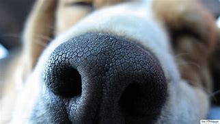 Image result for Dog Cold Nose