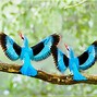 Image result for Kingfisher Wallpaper 4K