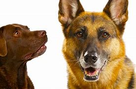 Image result for German Shepherd Mix with Labrador