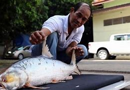 Image result for Salmon Carp