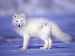 Image result for Tundra Fauna