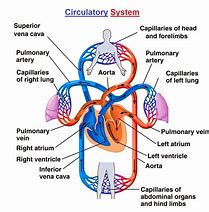 Image result for Structure of the Circulatory System Humans