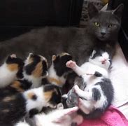 Image result for Mama Cat and Kittens