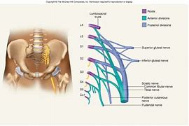 Image result for Coccygeal Plexus