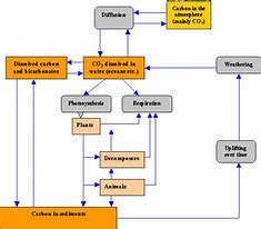 Image result for Carbon Cycle Diagram