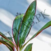 Image result for Dracaena Merah