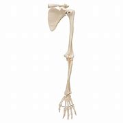 Image result for Skeleton Hand and Arm