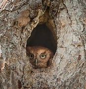 Image result for Hiding Owls