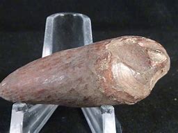 Image result for Walrus Tooth