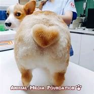 Image result for Corgi with Buzz Cut