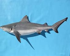 Image result for Ganges Shark