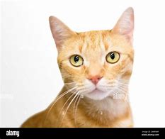 Image result for Ginger Cat with Amber Eyes