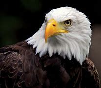 Image result for Bald Headed Eagle