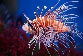 Image result for The Lionfish