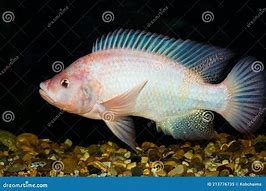 Image result for Red Tilapia Fish