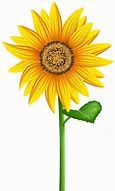 Image result for Sunflower Image Clip Art No Background