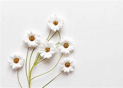 Image result for White Aesthetic Banner