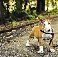 Image result for Bull Terrier Babies