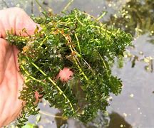 Image result for Pond Weed