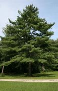 Image result for Full-Grown White Pines