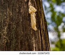 Image result for SAP Ball Oozing Peach Tree