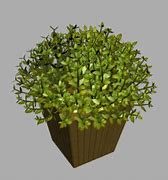 Image result for Buxus Box Plant