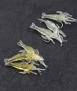 Image result for Artificial Shrimp Lures