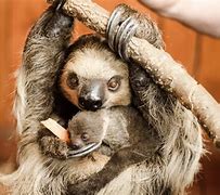 Image result for White Sloth Baby