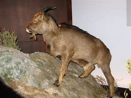 Image result for Cave Goat