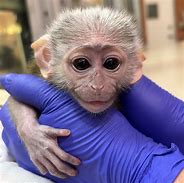 Image result for Sped Monkey Baby