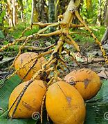 Image result for King Coconut Sri Lanka