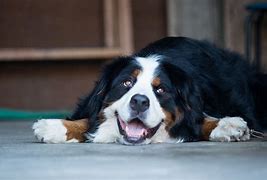 Image result for Smile Dog Cute