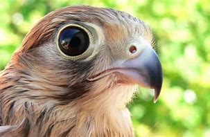 Image result for American Kestrel Eyeline