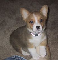 Image result for White and Tan Corgi