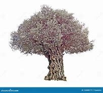 Image result for White Olive Tree On Black Background