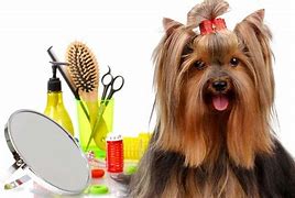 Image result for Large Dog Grooming