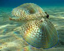 Image result for Awesome Sea Creatures