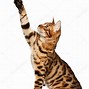 Image result for Motion Cat Wrld