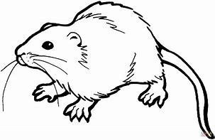 Image result for 3D Rat Printable