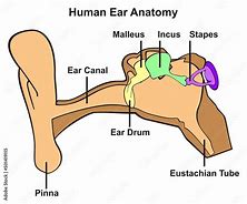 Image result for Ear Canal Diagram