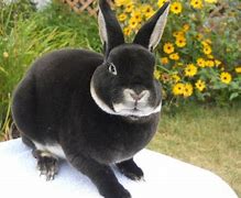 Image result for Mini Rex Babies