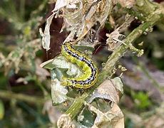 Image result for Box Hedge Moth Treatment