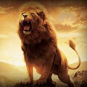 Image result for Male Lion Roar