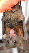 Image result for Megabat